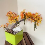 Комнатное растение «Фикус бонсай в кашпо» от интернет-магазина «» в Астане